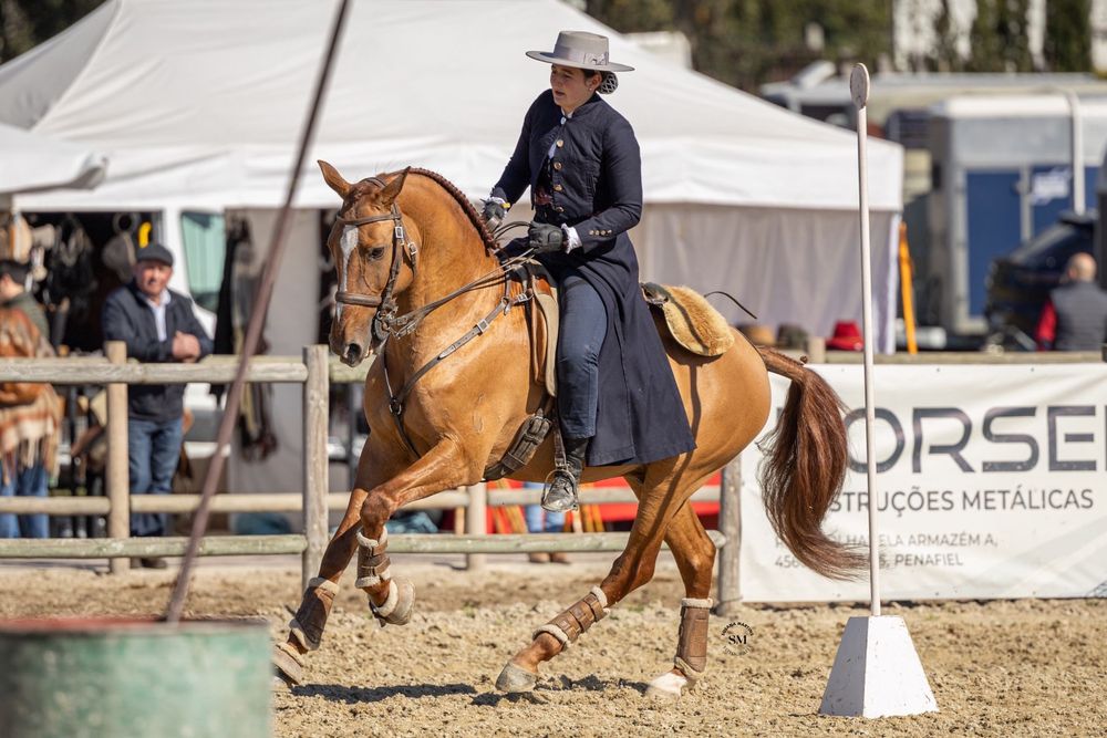 Cavalo manso com 10 anos