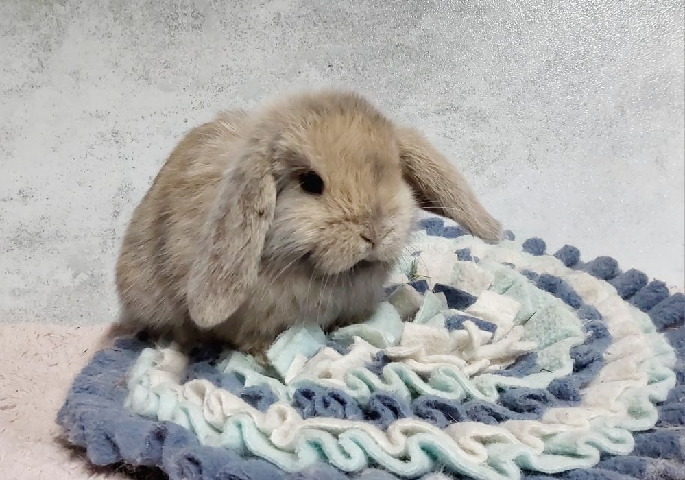 Królik mini lop baranek miniaturka karzełek