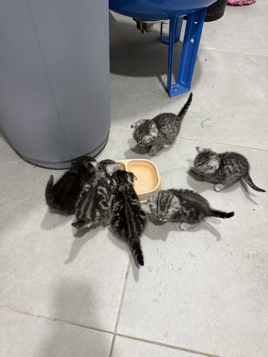 Кошеня британець висловухе