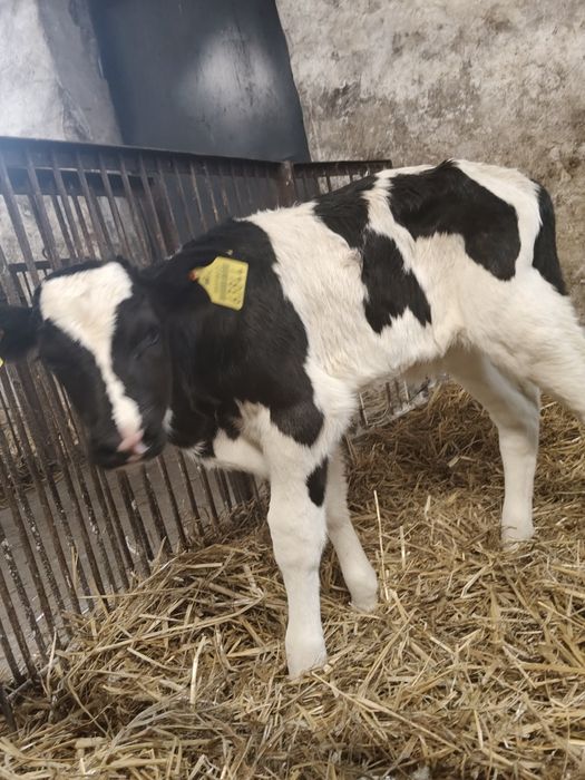 Byczek czarno biały