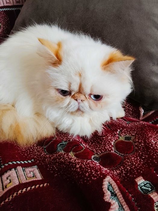 Персидскі дівчатка