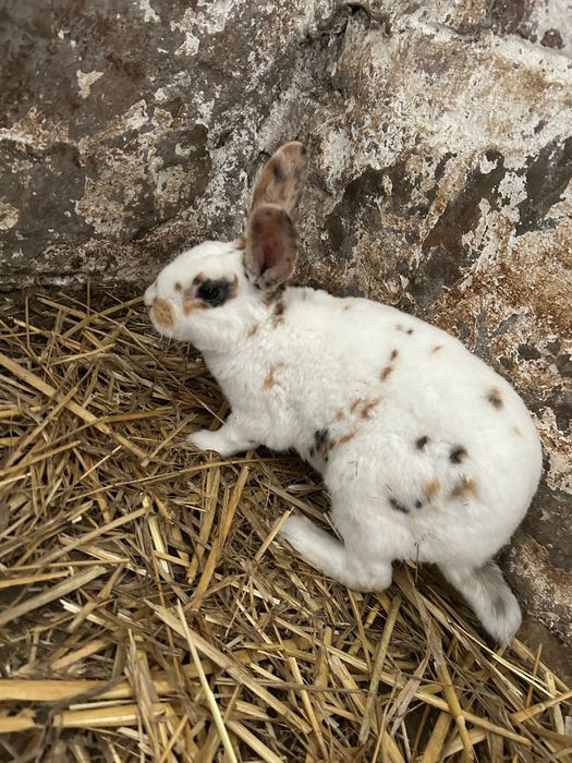 Samiec Rex trójbarwny