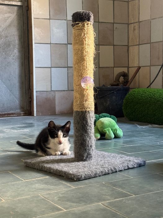 Gatinho para Adoção