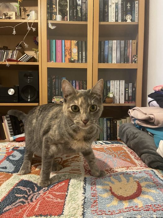 Petsitting e petwalker em lisboa460499068168458243