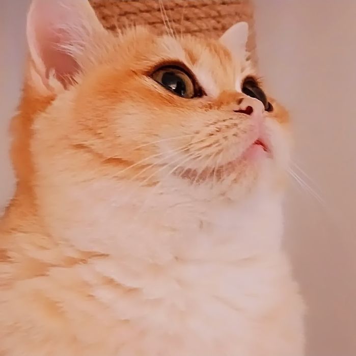 Британська золота шиншила Bri ny12