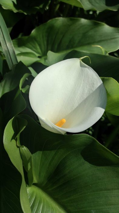 Jarro, Copo-de-Leite, Lírio Calla - flor de corte/planta e raiz/bolbo