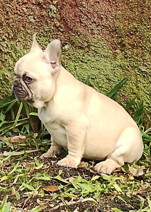 Bulldog Francês Lilac