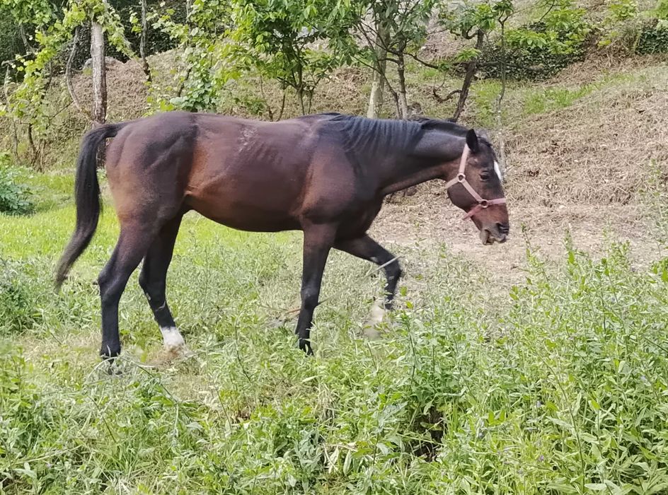 Vender um cavalo