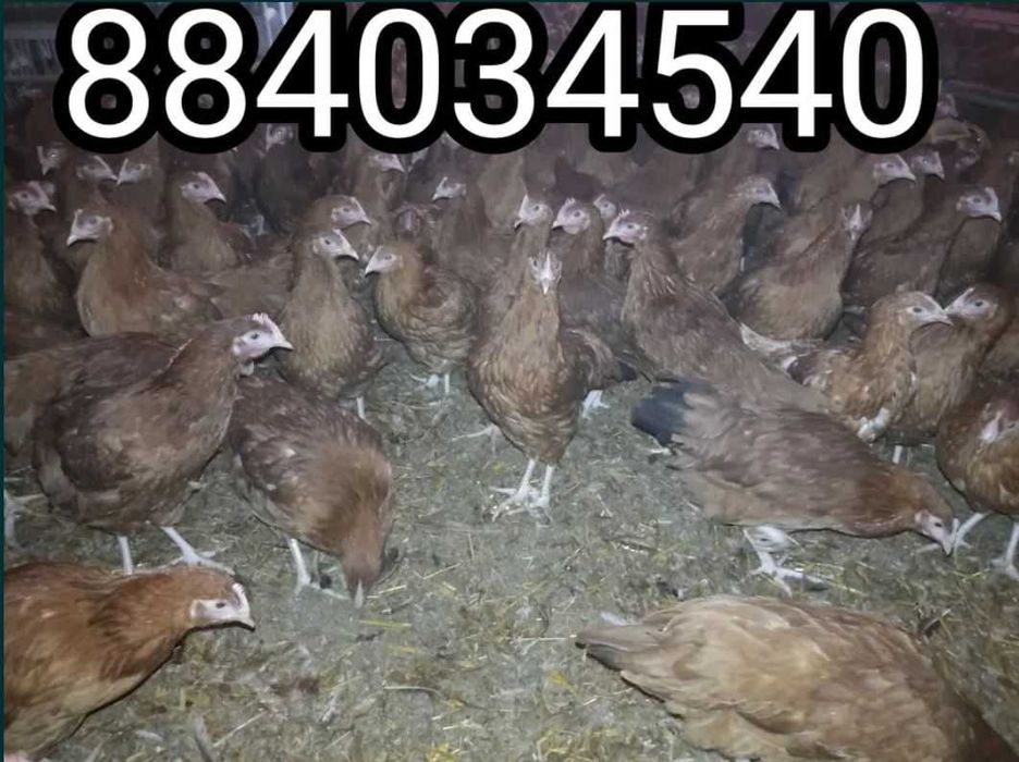 KURY NIOSKI Rosa Leghorn Dominant