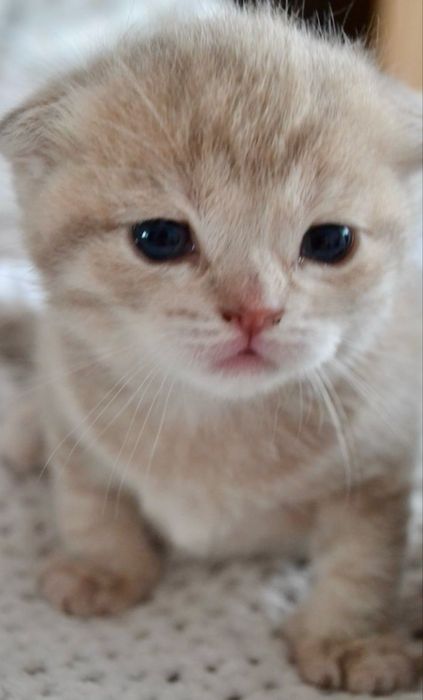 Плюшеве кошеня Scottish Fold — висловухий малюк