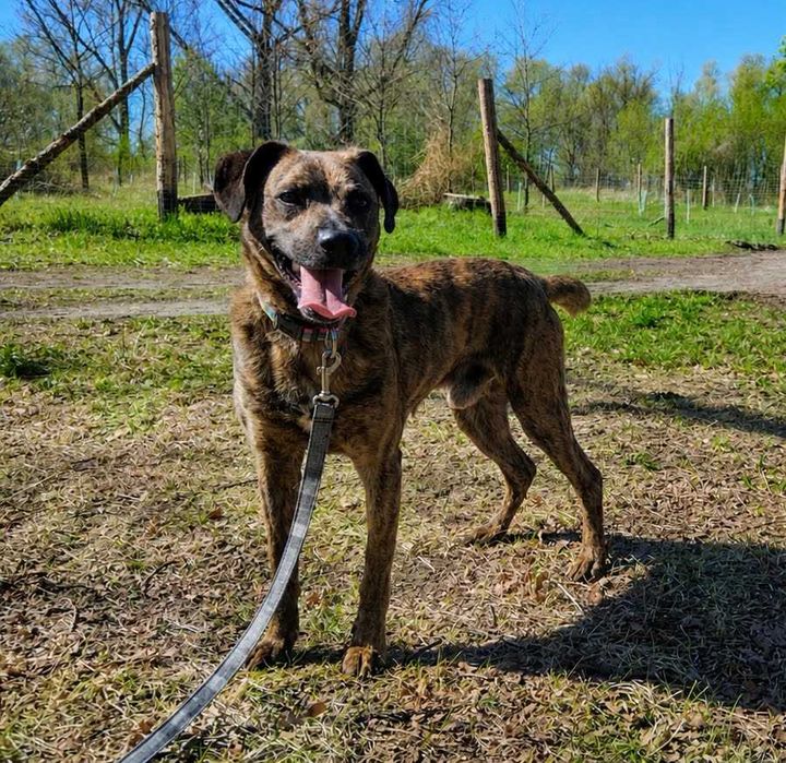 młody, żywiołowy pies czeka na dom