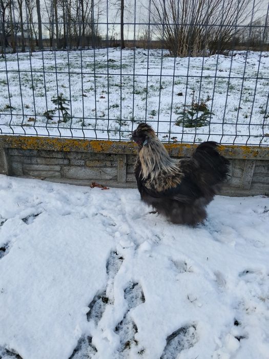 Koguty Silki różne kolory