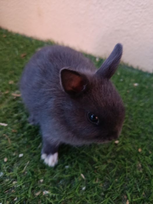 Vendo coelhos holandês anão com 2 meses