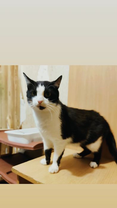 Отдам черно-белую кошку,  стерилизована, 4 года