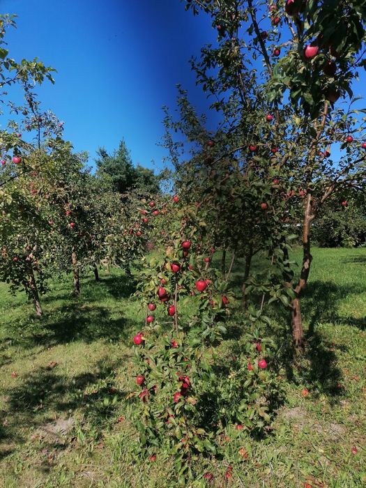 Dzialka Gdansk Osowa