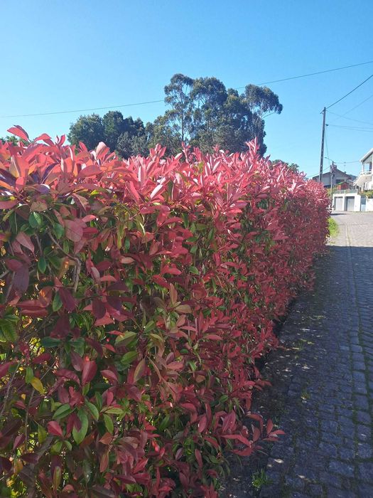 Photinia Red Robin