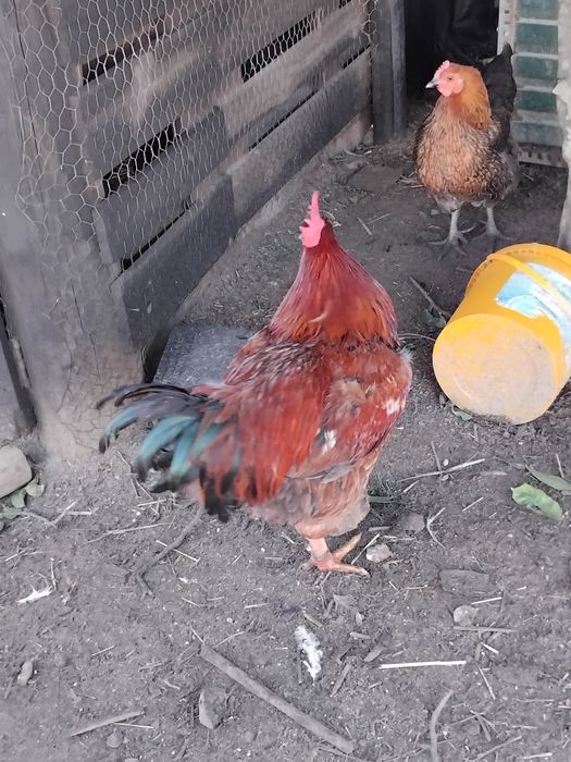 Galos caseiros 45 euros