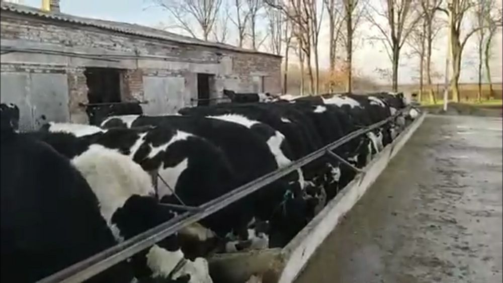 Продам племенных телок!