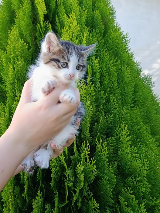 кошеня хлопчик в добрі руки