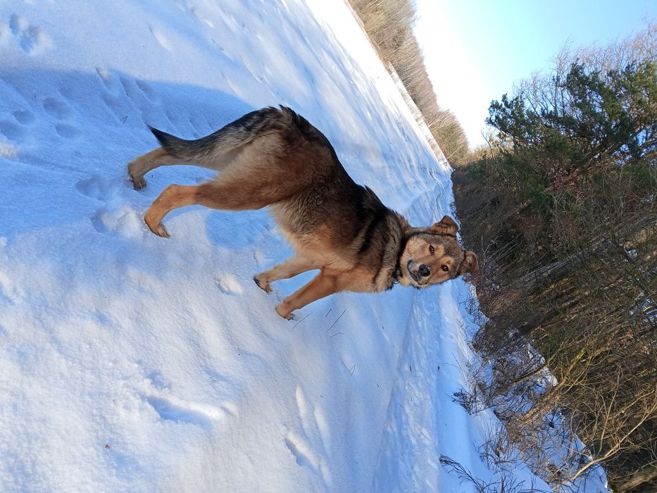 Oddam pieska w dobre ręce