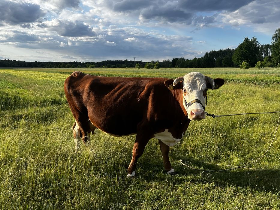 Sprzedam krowę -Bojanów