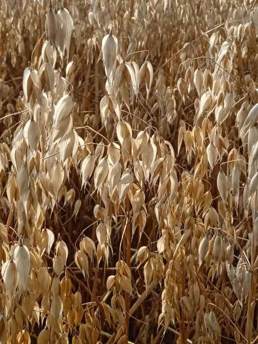 Słoma owsiana 180 cm