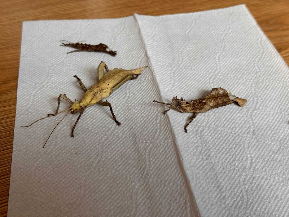 Straszyk olbrzymi - młode 3 sztuki