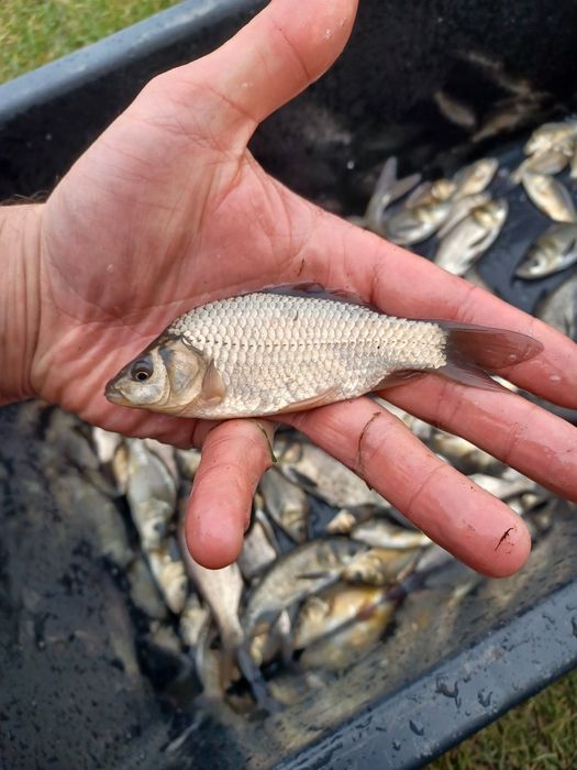 Karp narybek/kroczek. Lin,Amur,Płoć,Sandacz.
