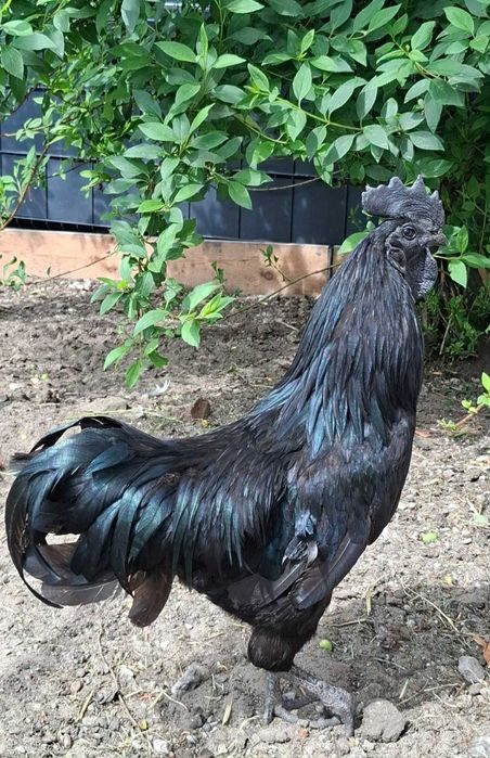 Ayam Cemani parka - Kogut + Kura