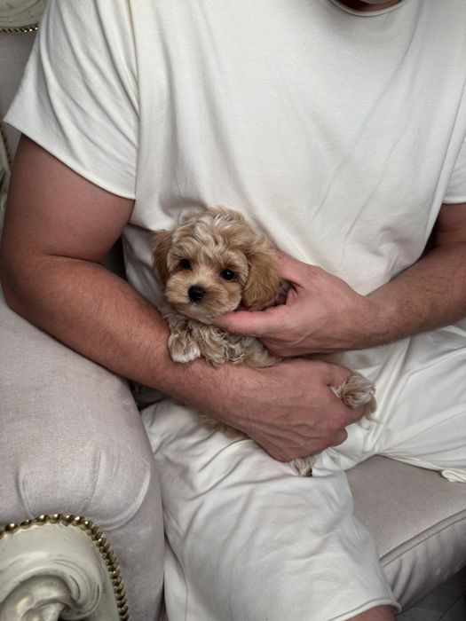 Мальтіпу хлопчик мікро ф1, микро мальтипу мальчик, micro maltipoo male f1