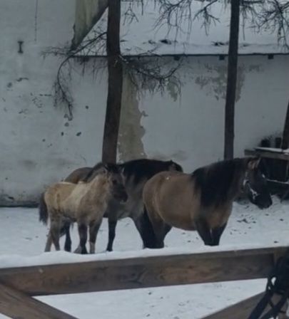 Zamienie koniki polskie