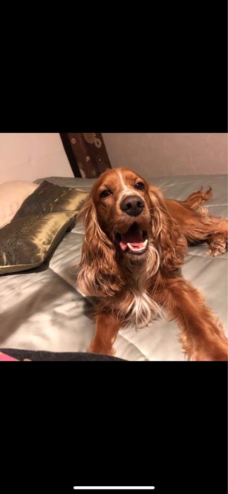 Piesek i Suczka Cocker Spaniel Angielski - orange roan