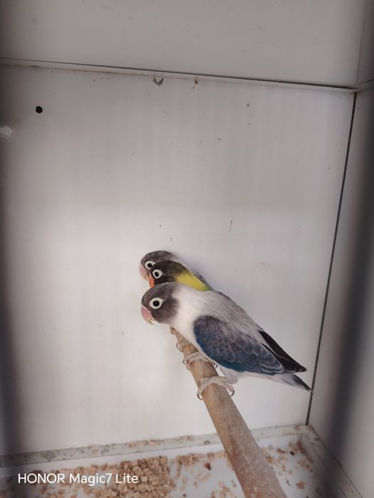 Agapórnis personatus