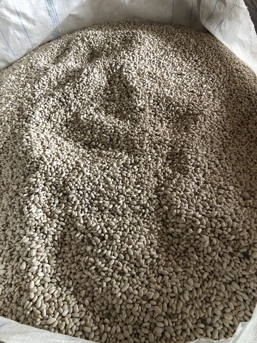 Насіння квасолі сорту «Іголомська»