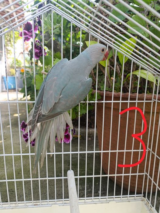 Aves Ring neks 3