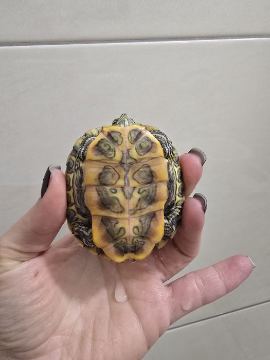 Червоновухі чепепахи