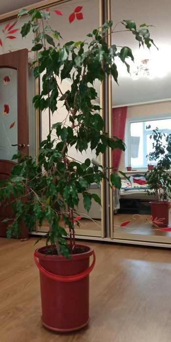 Фікус бенджаміна ,квіти