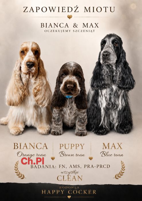 Cocker spaniel angielski Samiec blue roan