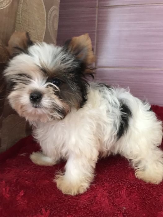 Мініатюрний кобель бівер