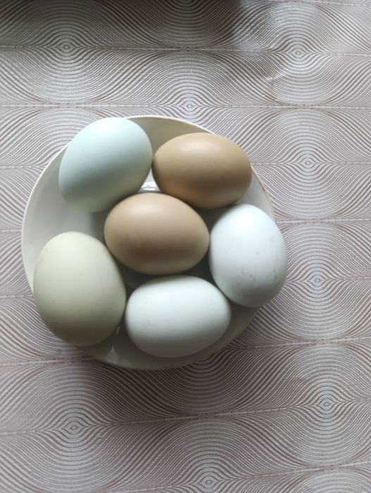 Інкубаційні яйця