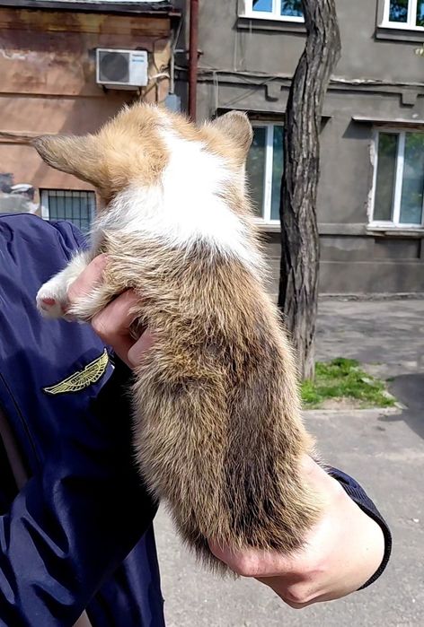 Кукольный малыш  вельш корги