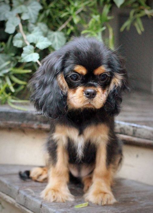 Кавалер Кінг Чарльз спаніель