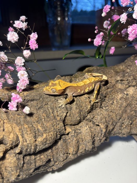 Sprzedam młode gekony orzęsione