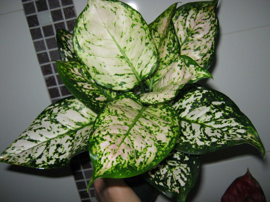 аглаонема яркие комнатные декоративные цветы есть детки от 200грн