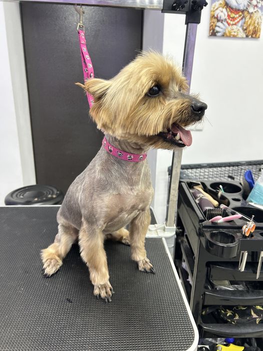 Груминг, стрижка собак, экспресс линька собак и котов