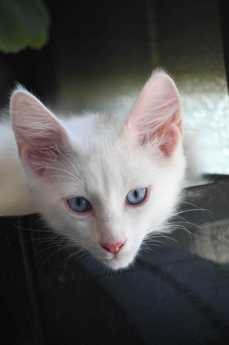 Bonifácio: gatinho Angorá Turco. Branco. olhos azuis. LOP e vacinas