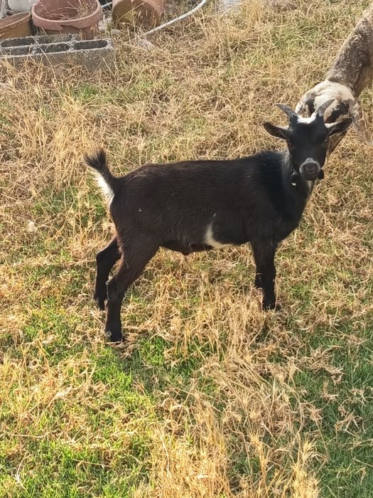 Casal Cabras anas irmãos com 4 meses