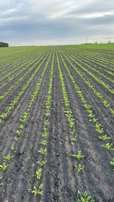 Usługi Rolnicze Siew Buraków Cukrowych