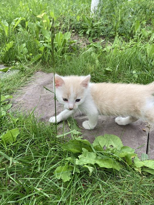 Котики та кішечка