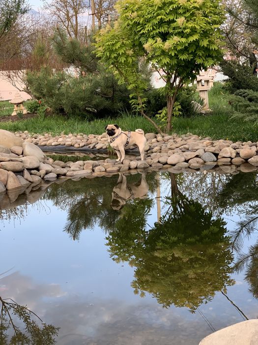 Мопс Ларри ищет даму для отношений)